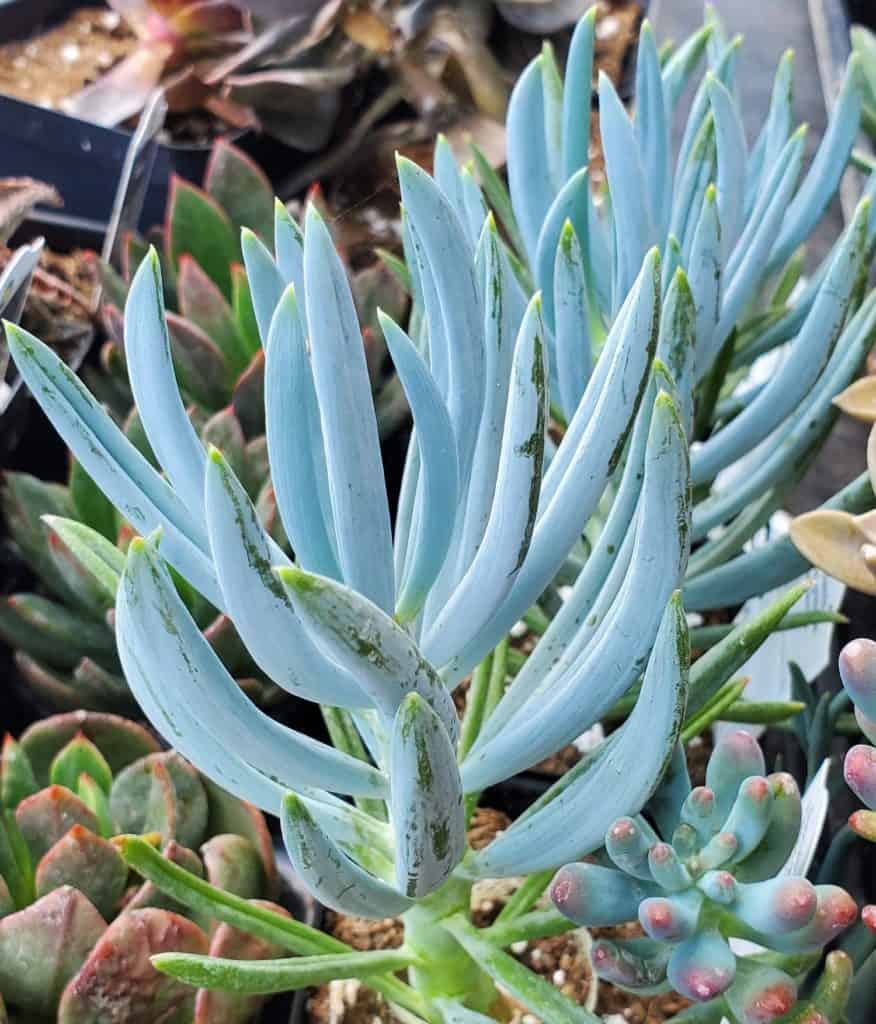 senecio serpens 'blue chalksticks'