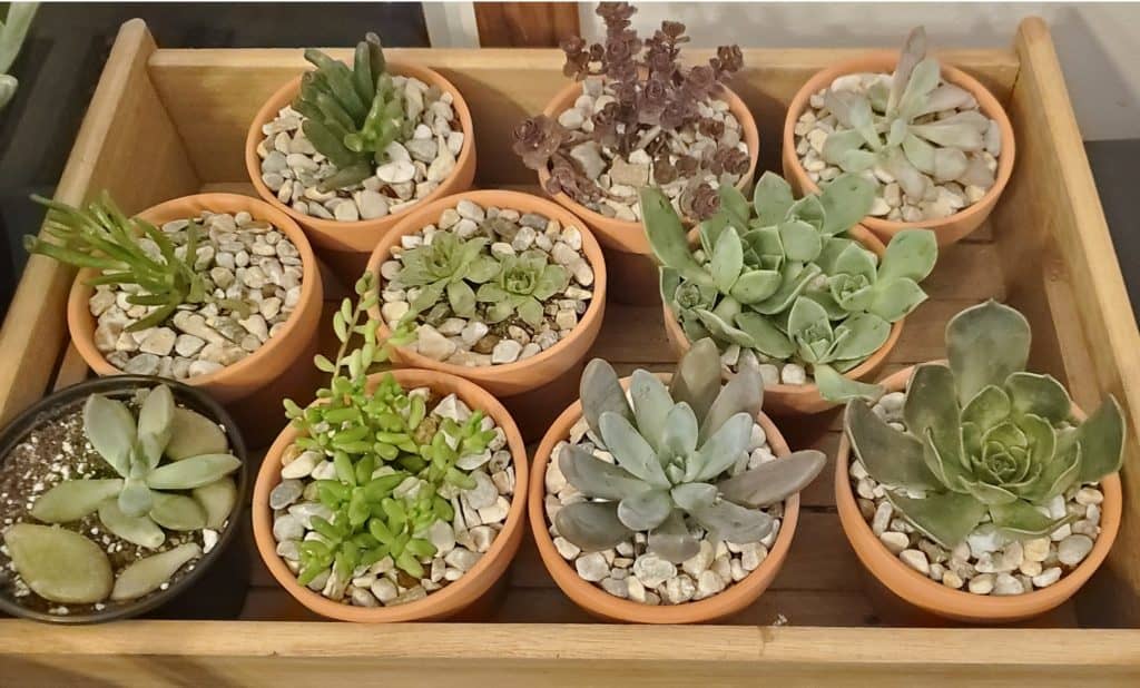 small succulents in terracotta pots