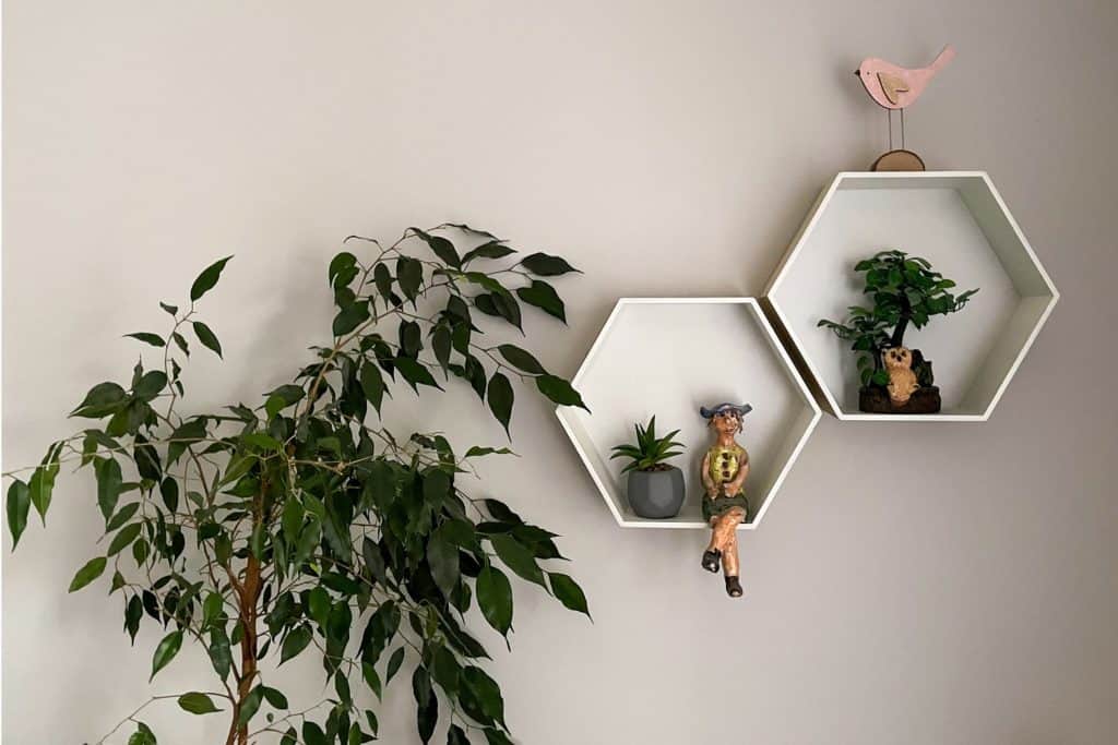 succulents on hexagonal shelves