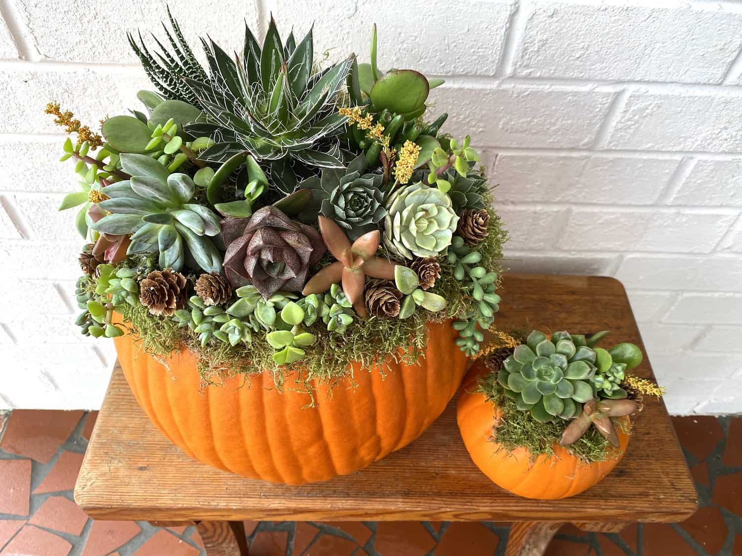 two gorgeous succulent pumpkin planter arrangements