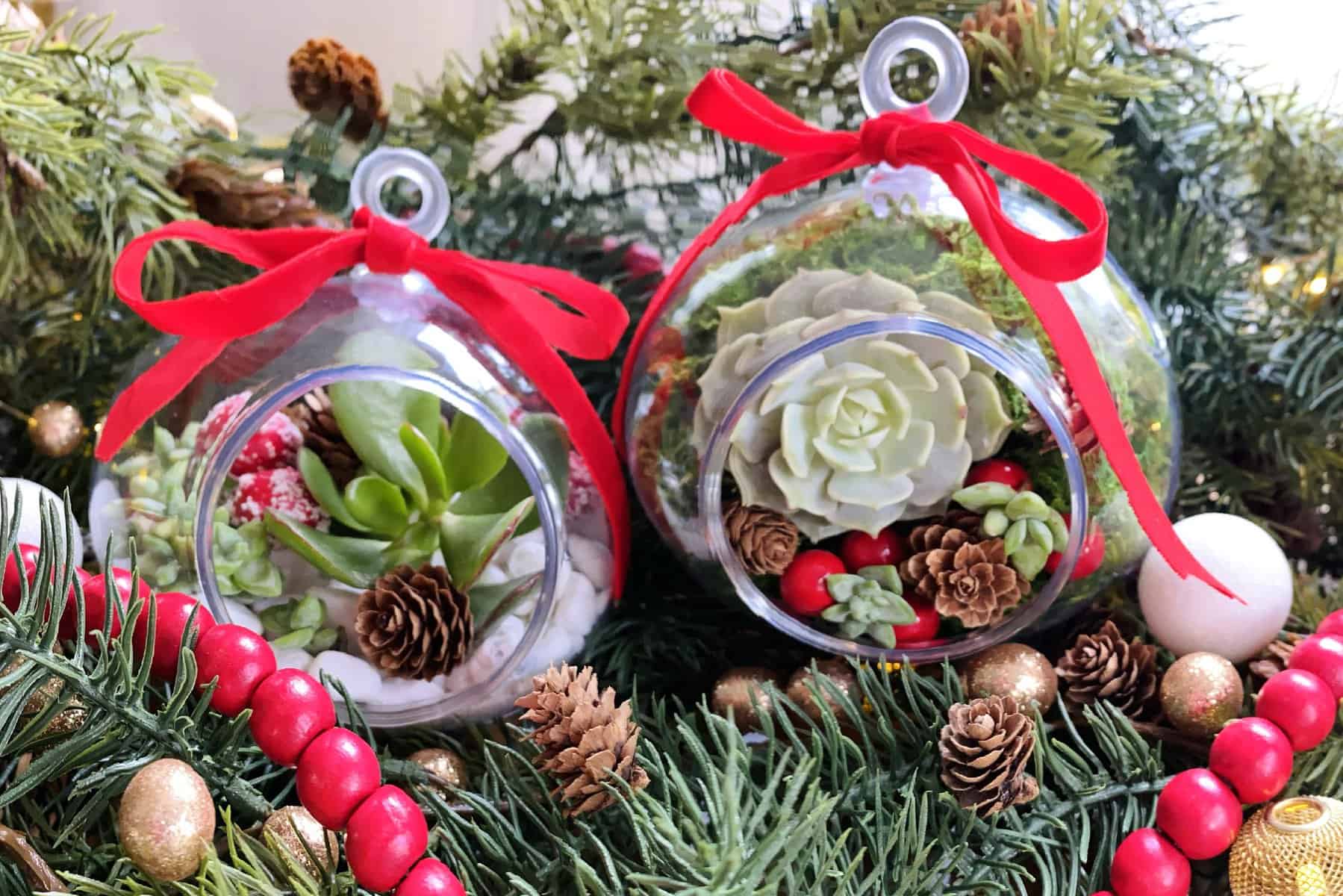 two succulent Christmas ornaments on pine