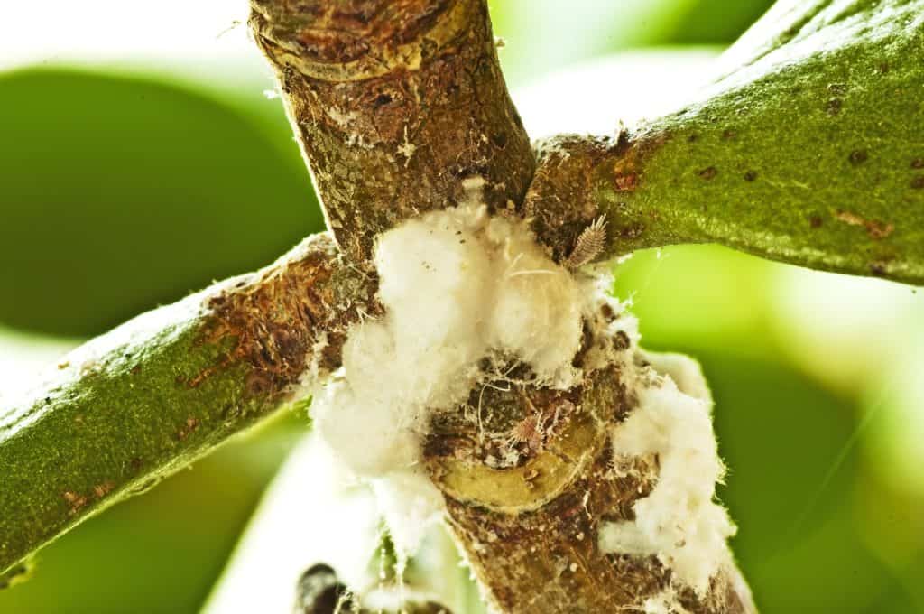 white fuzz on a succulent stem from mealybugs