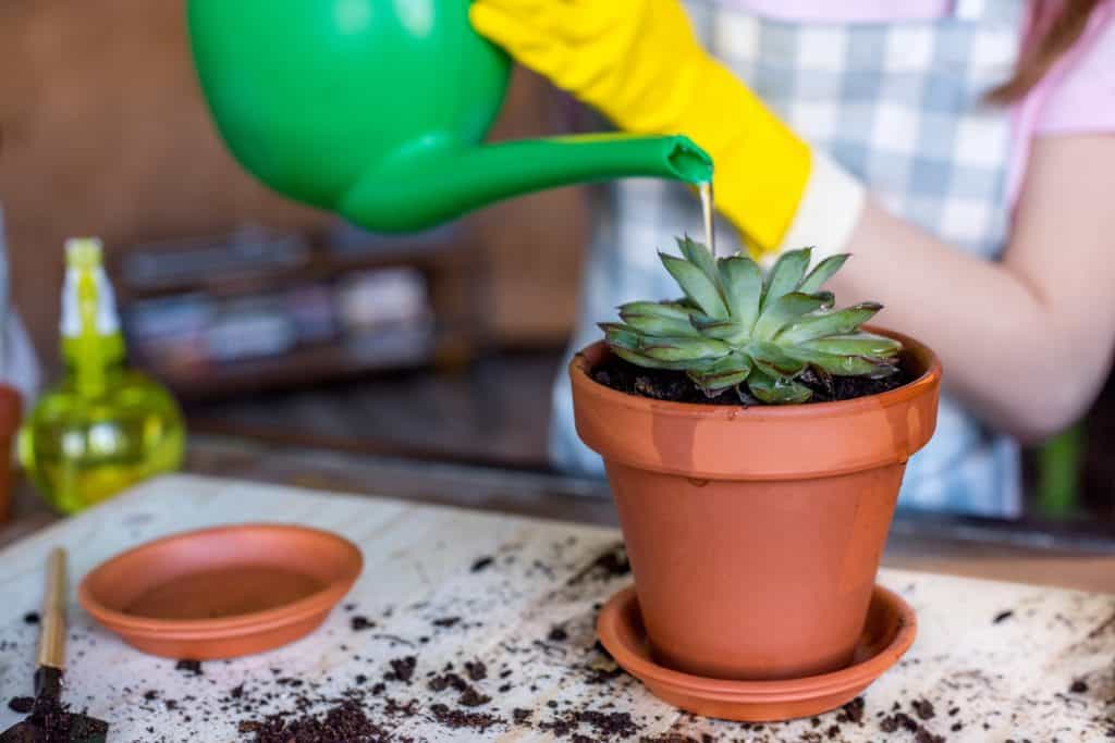 woman watering succulent with a watering can