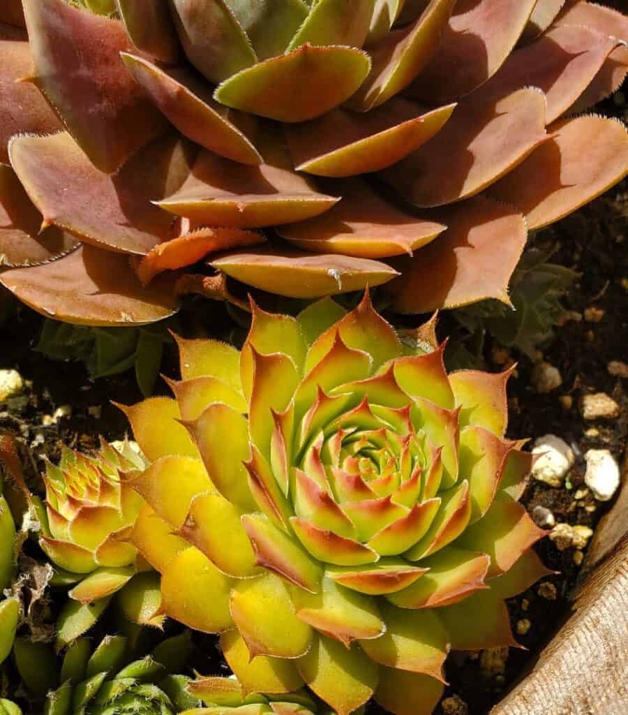 Bright colored sun stressed succulents