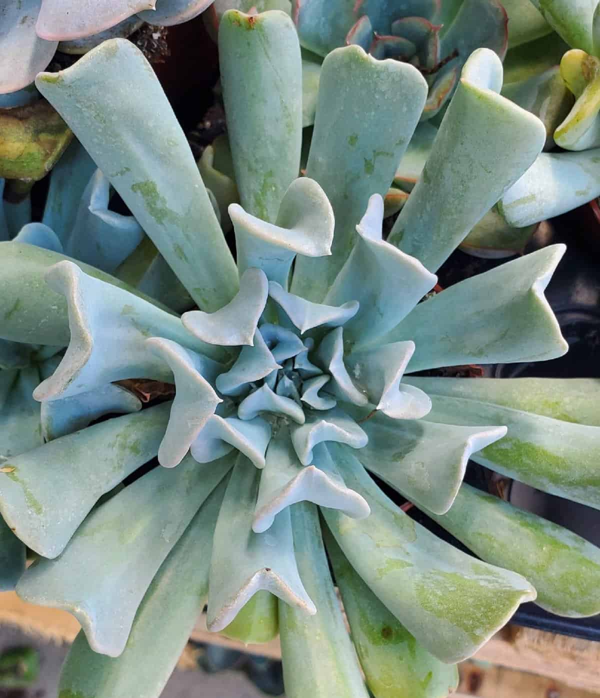 100+ Types of Succulents with Pictures & Names (Identification)