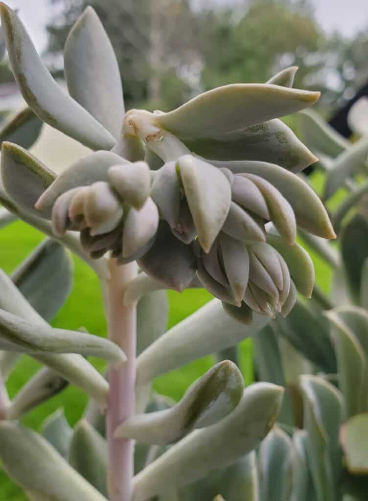 Echeveria Runyonii ‘Topsy Turvy’ bloom stalk
