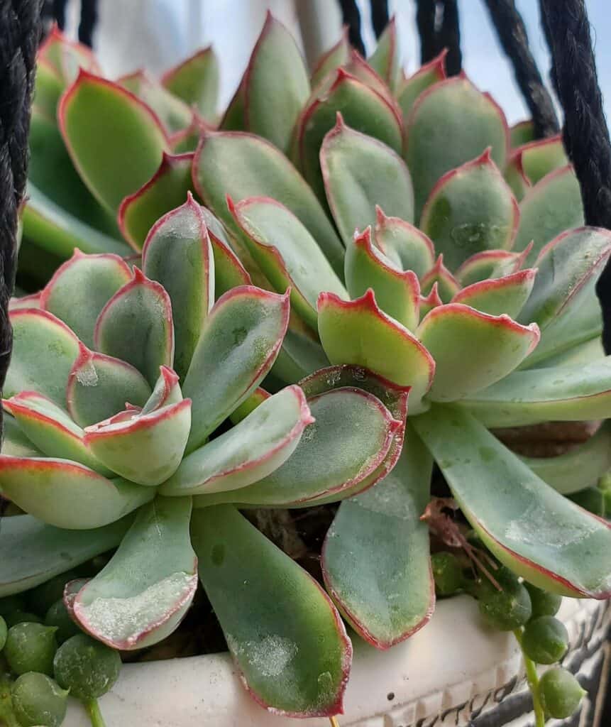 Fertilized succulents in a hanging planter