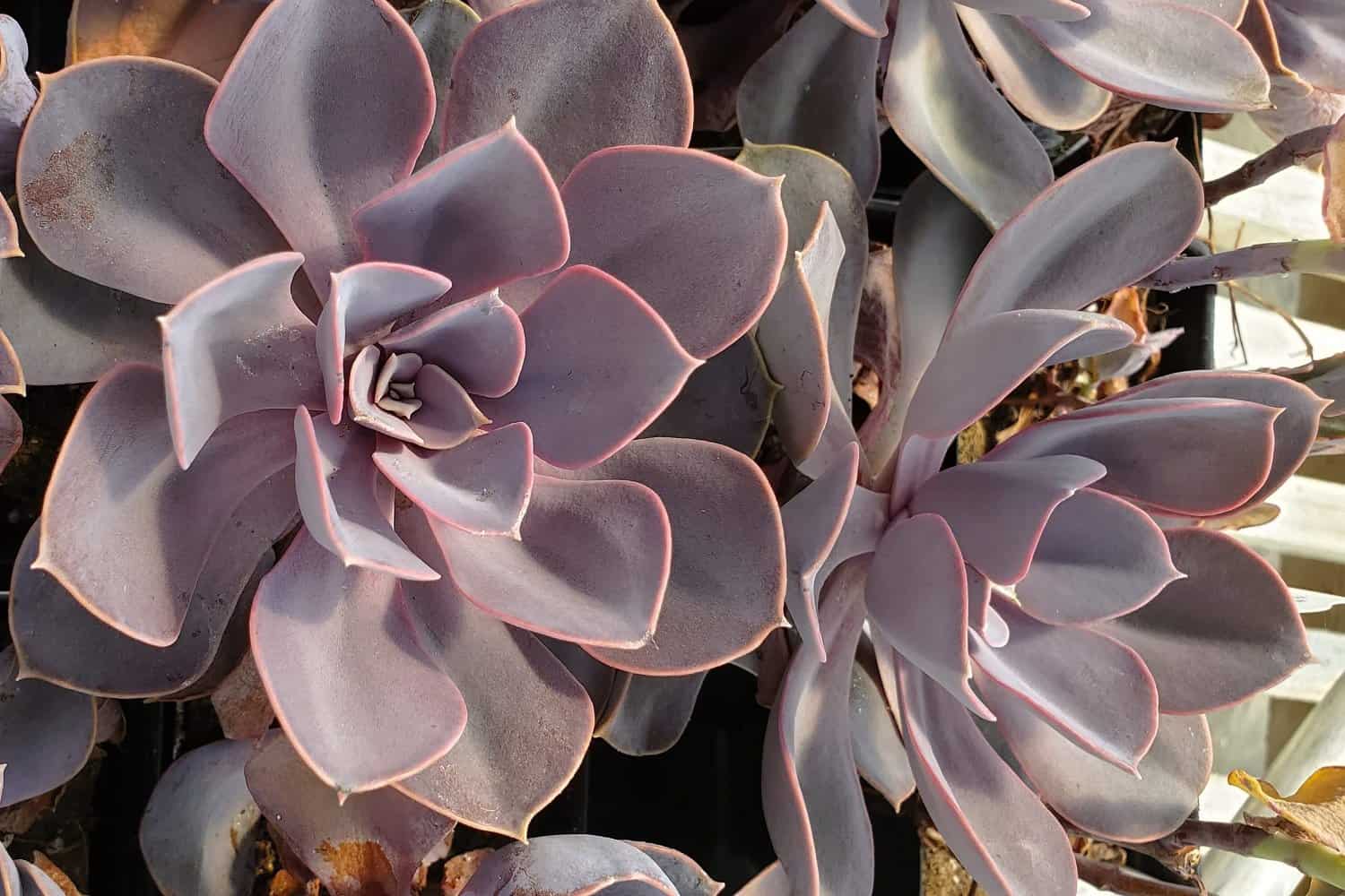 How to Make Your Succulents Grow Faster and Bigger