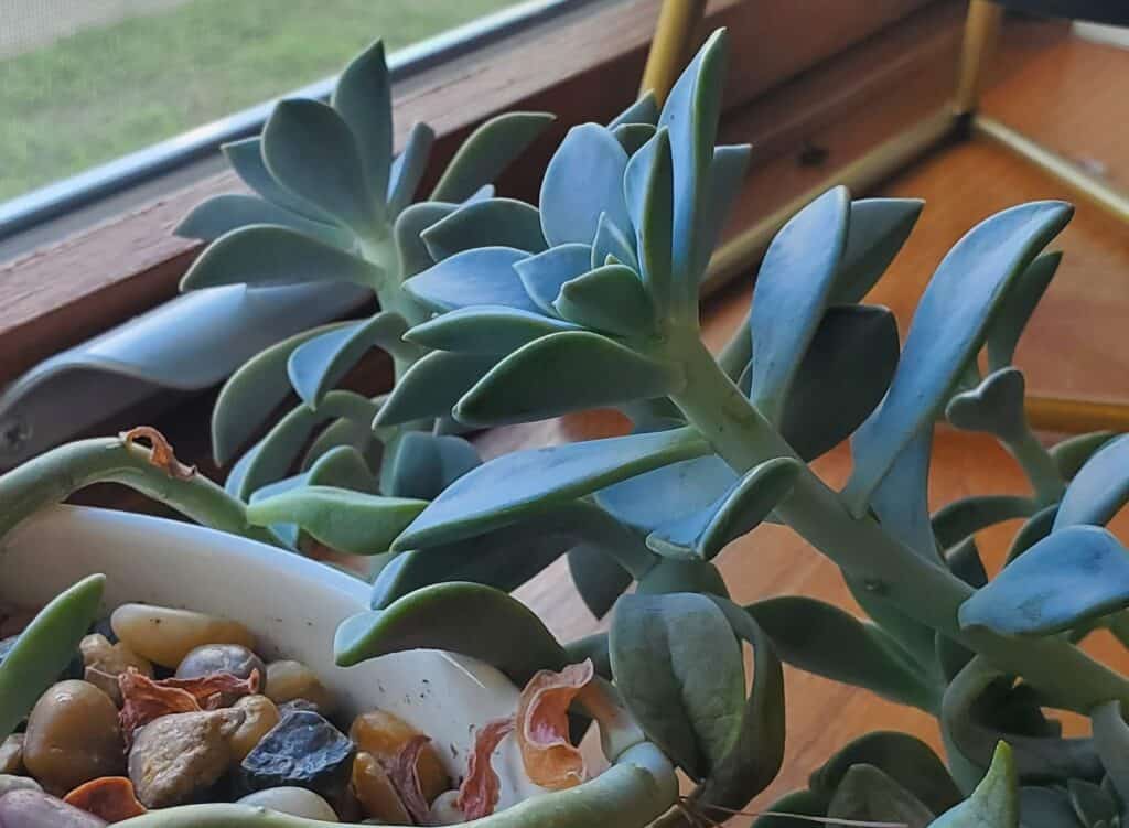 Leggy succulents stretching toward a window