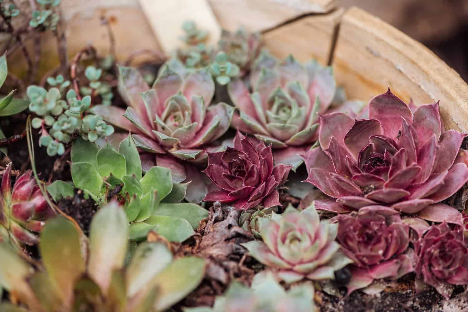 Red and green succulents in a planter
