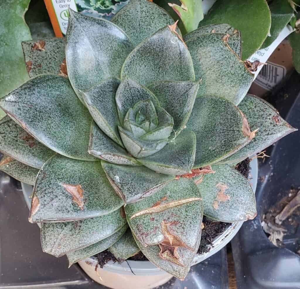 Succulent with scratches and cuts healed over