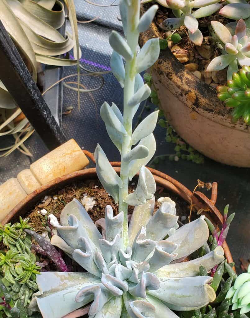 Succulent with tall flower stalk growing