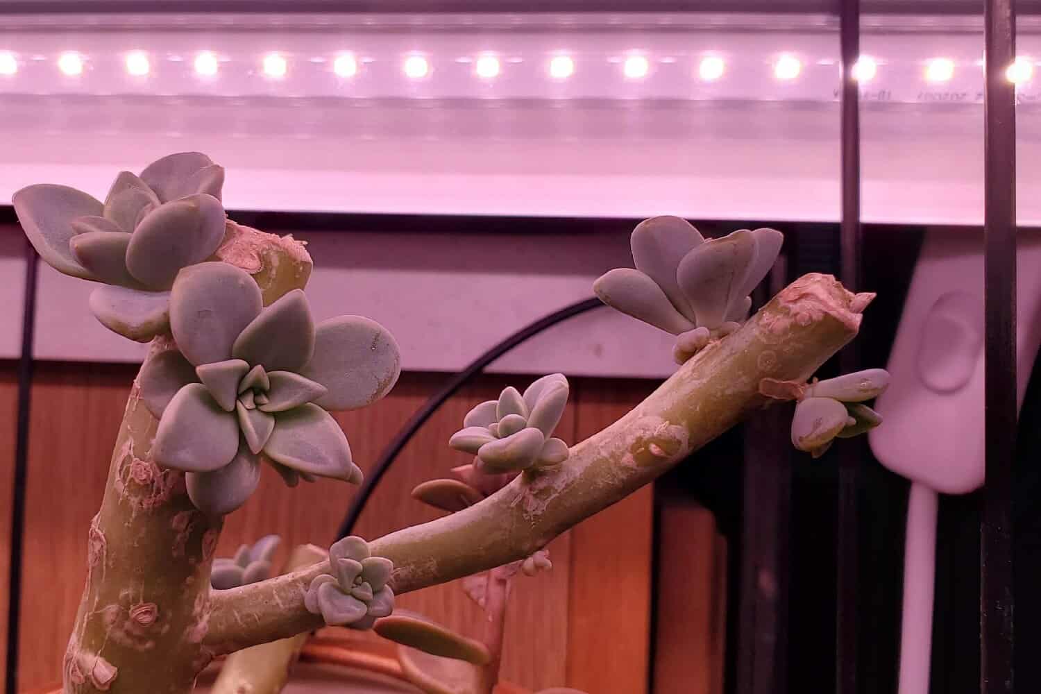 How to Choose the Right Grow Light for Your Succulents