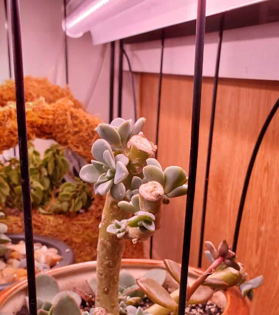 Succulents under a grow light