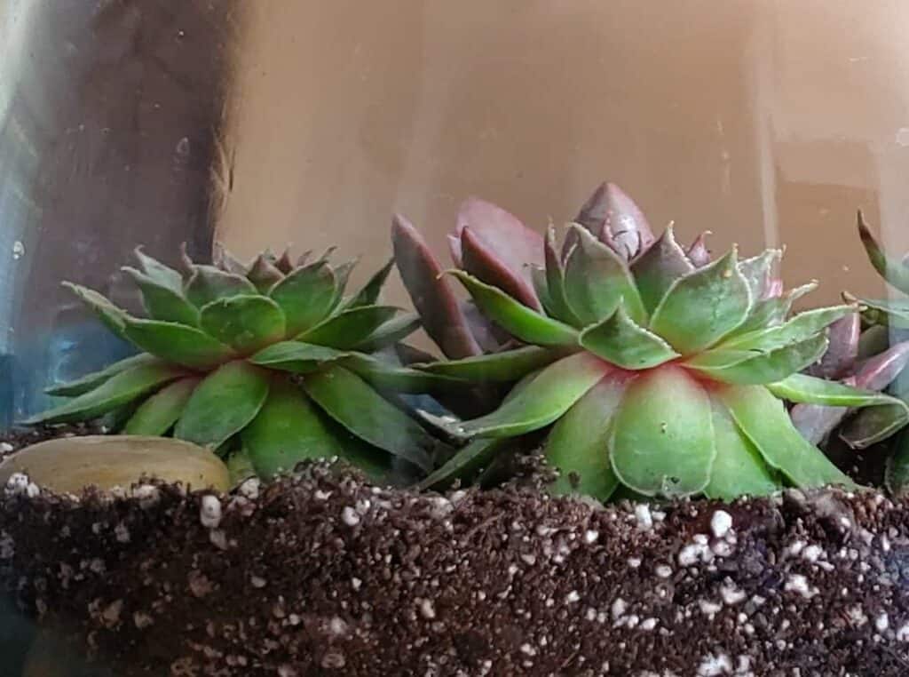 Succulents with drooping leaves