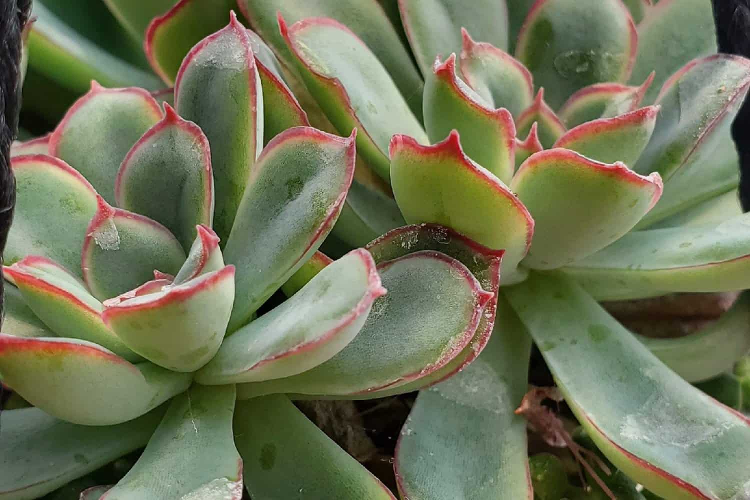 Succulents with red tips