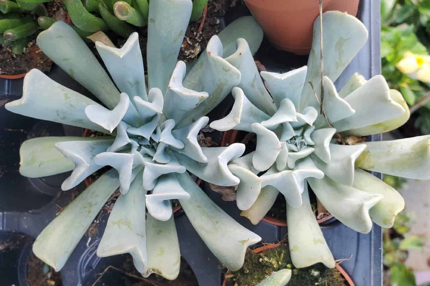 Two Echeveria Runyonii ‘Topsy Turvy’ succulents