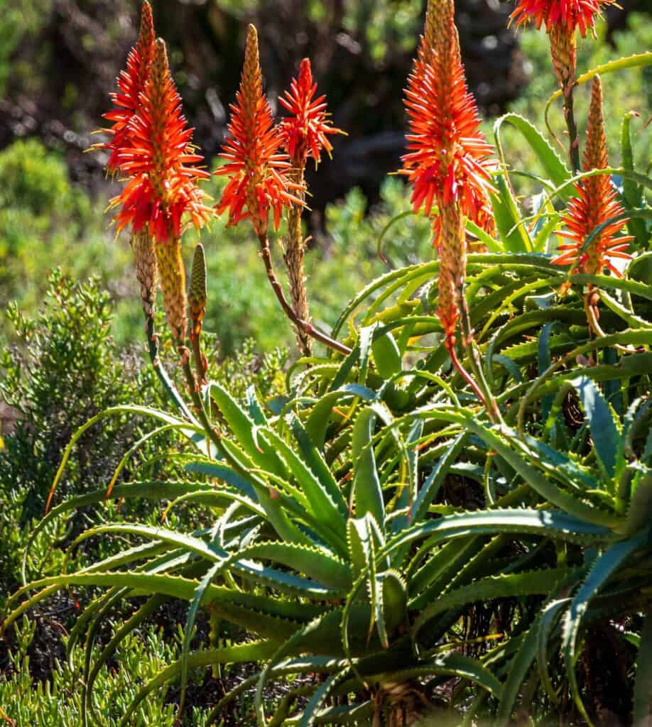 aloe arborescens 'candelabra aloe'