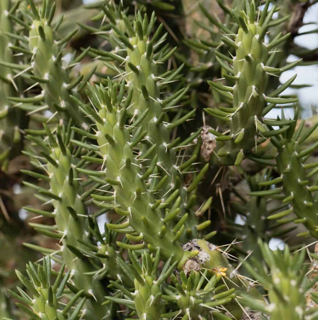 austrocylindropuntia subulata 'Eve's needle cactus'