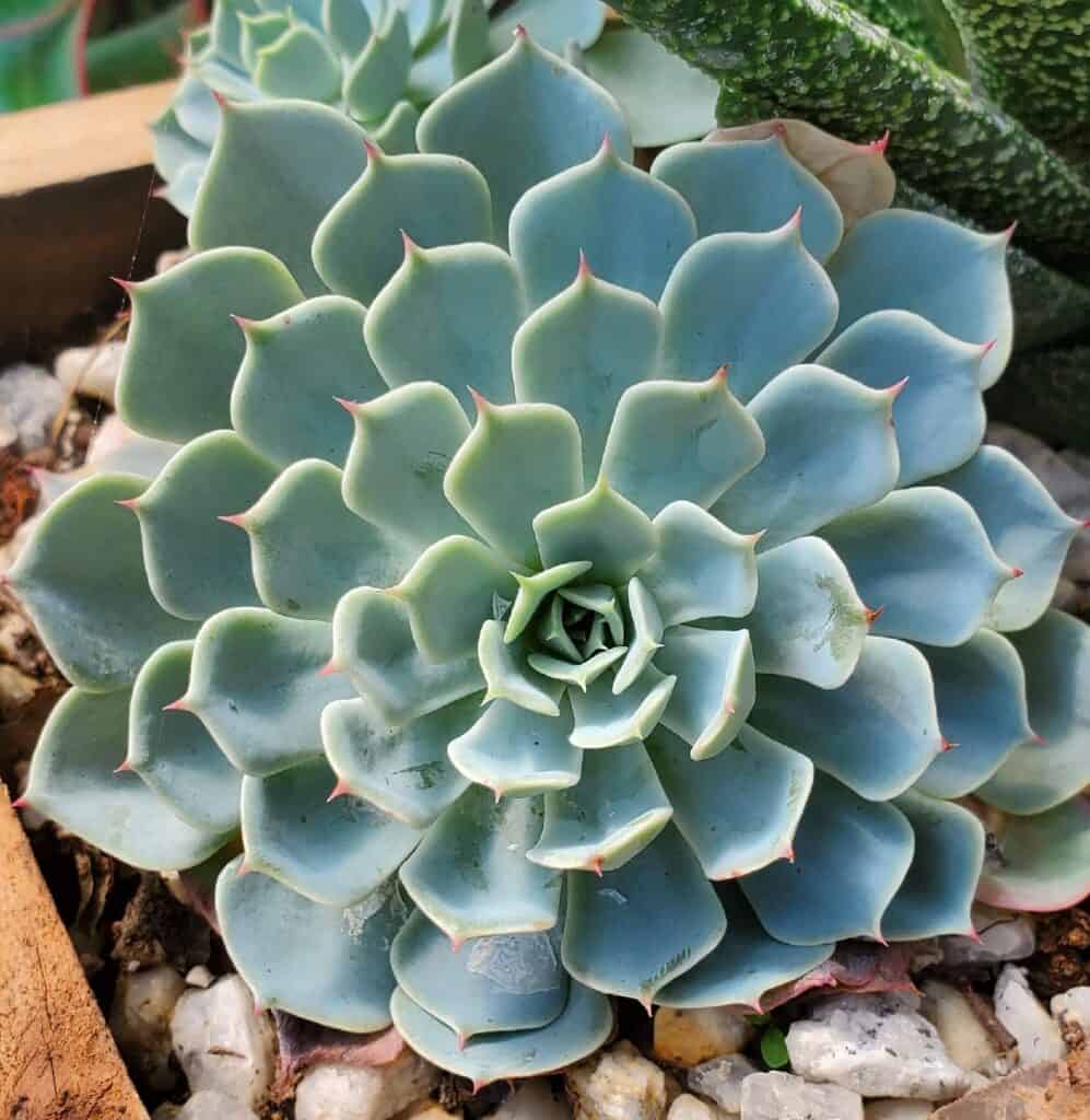 beautiful healthy fertilized succulent