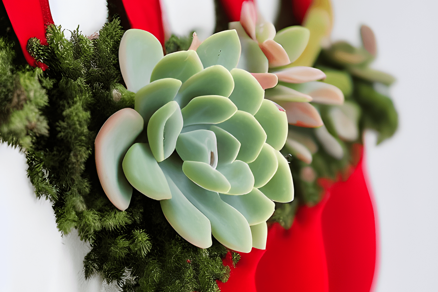 close up of succulents hanging in stockings