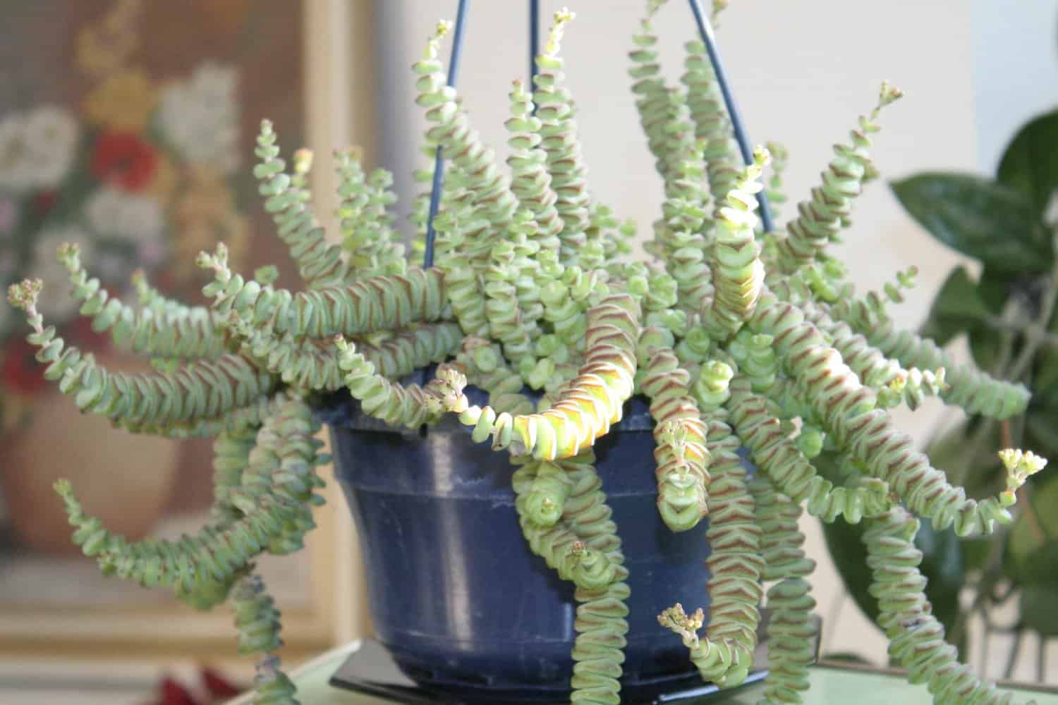 String of Pearls Care Tips for Lush Growth