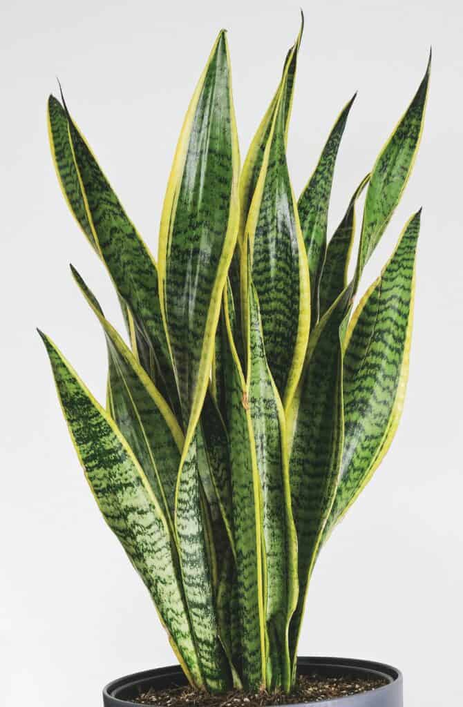 dracaena trifasciata 'snake plant'
