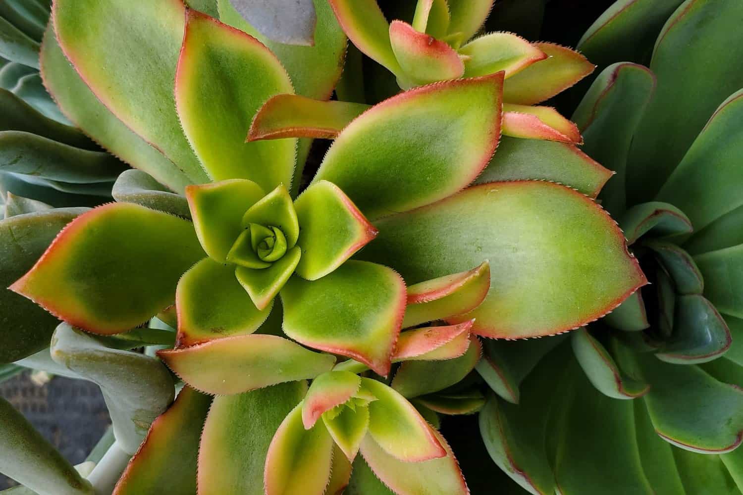 How to Fertilize Succulents (A Complete Guide)