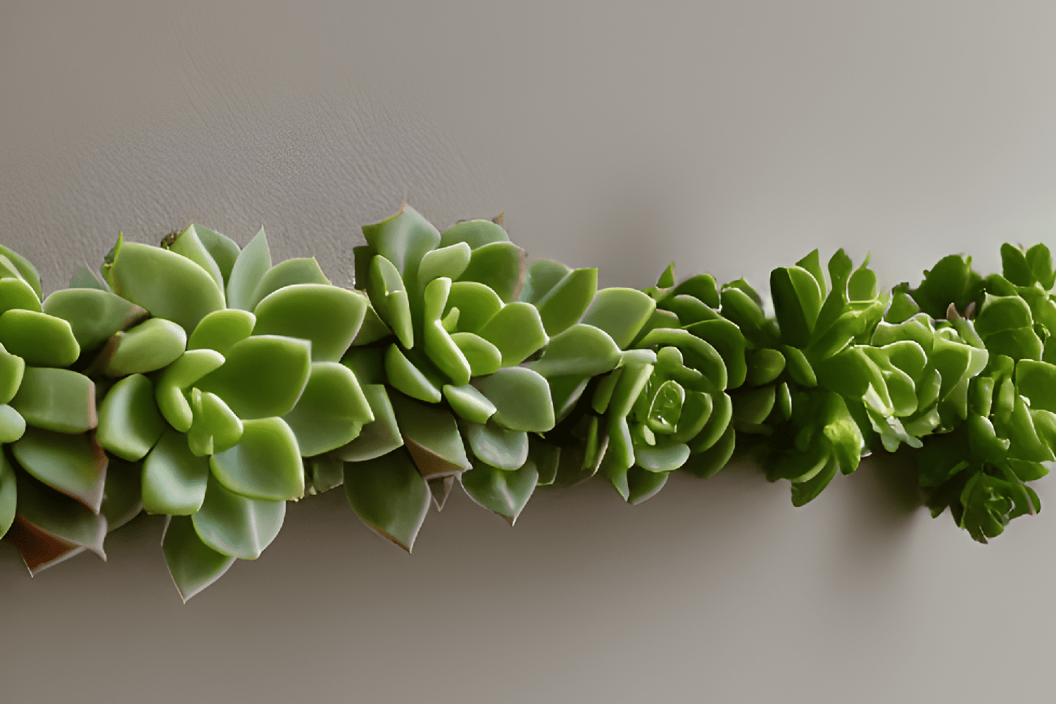 How to Make a Living Succulent Garland
