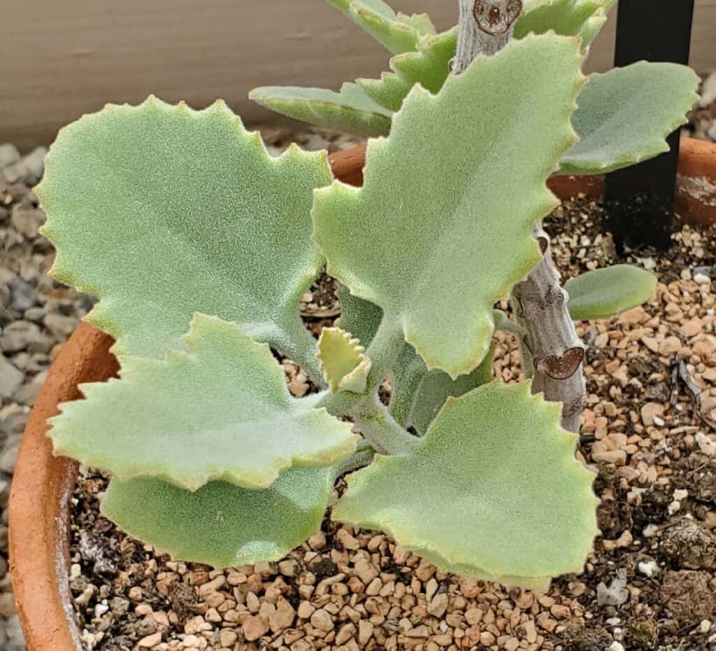 kalanchoe beharensis 'elephant ear'