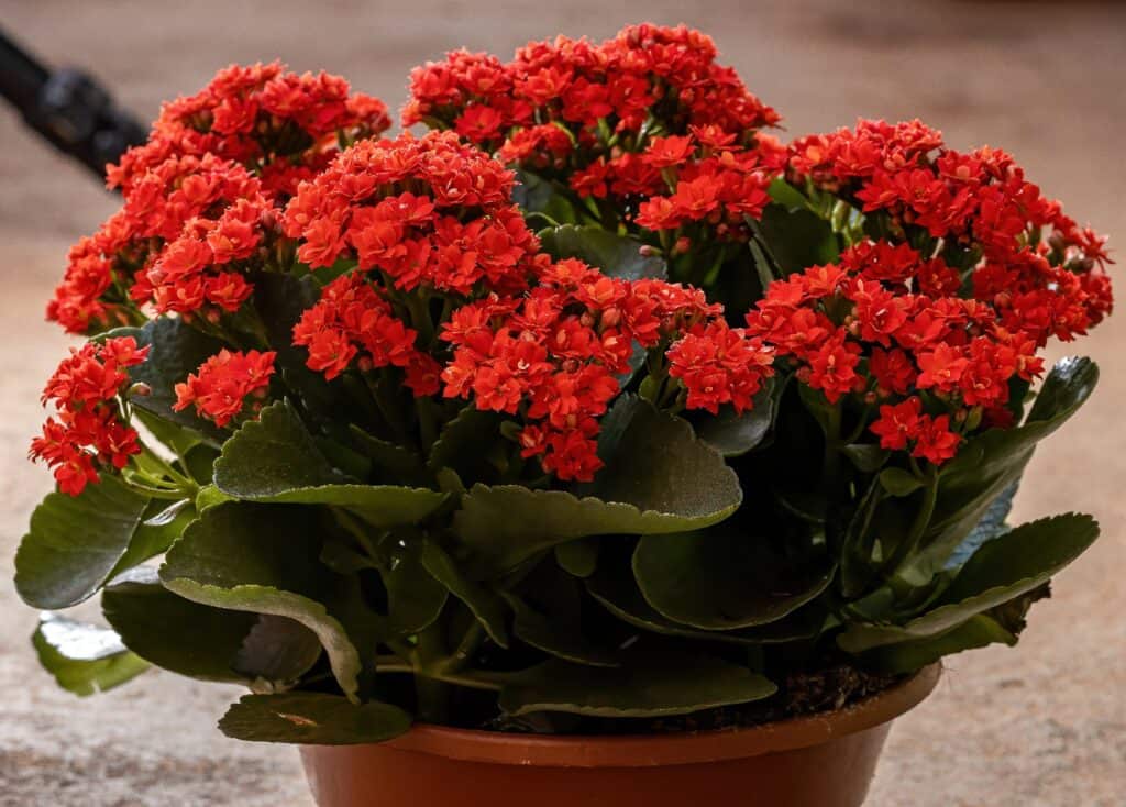 kalanchoe blossfeldiana 'flaming katy'