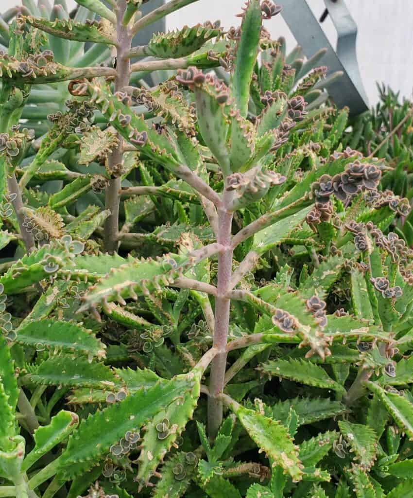 kalanchoe delagoensis 'mother of millions'