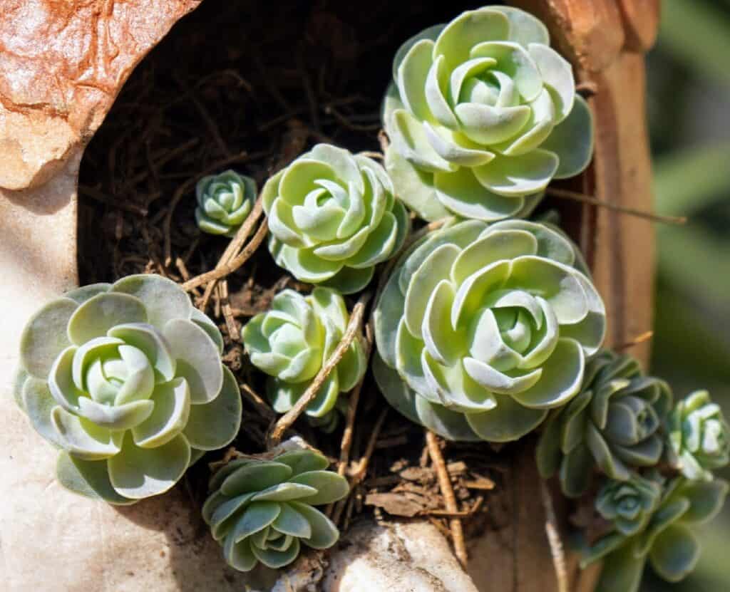 orostachys iwarenge 'Chinese dunce cap'