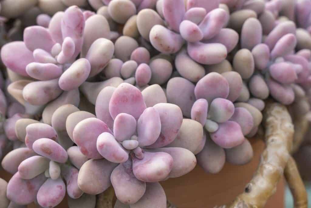 pachyphytum oviferum ‘pink moonstone'