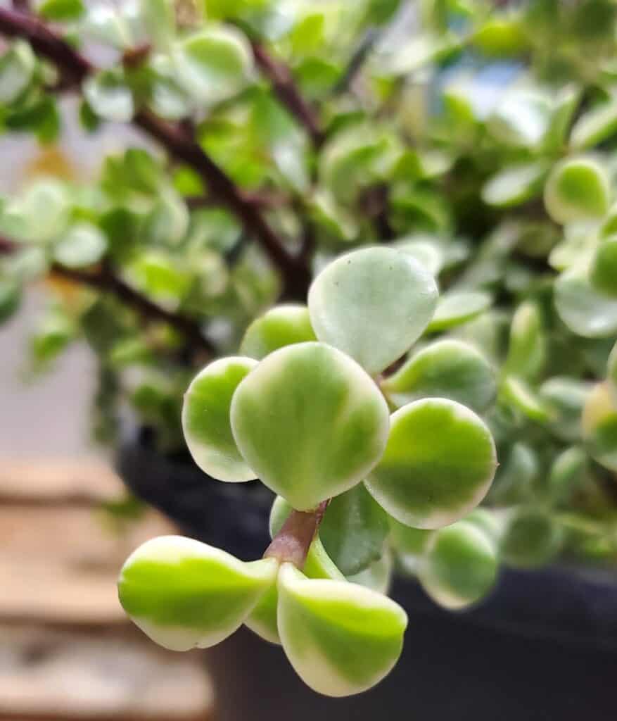 portulacaria afra 'elephant bush'