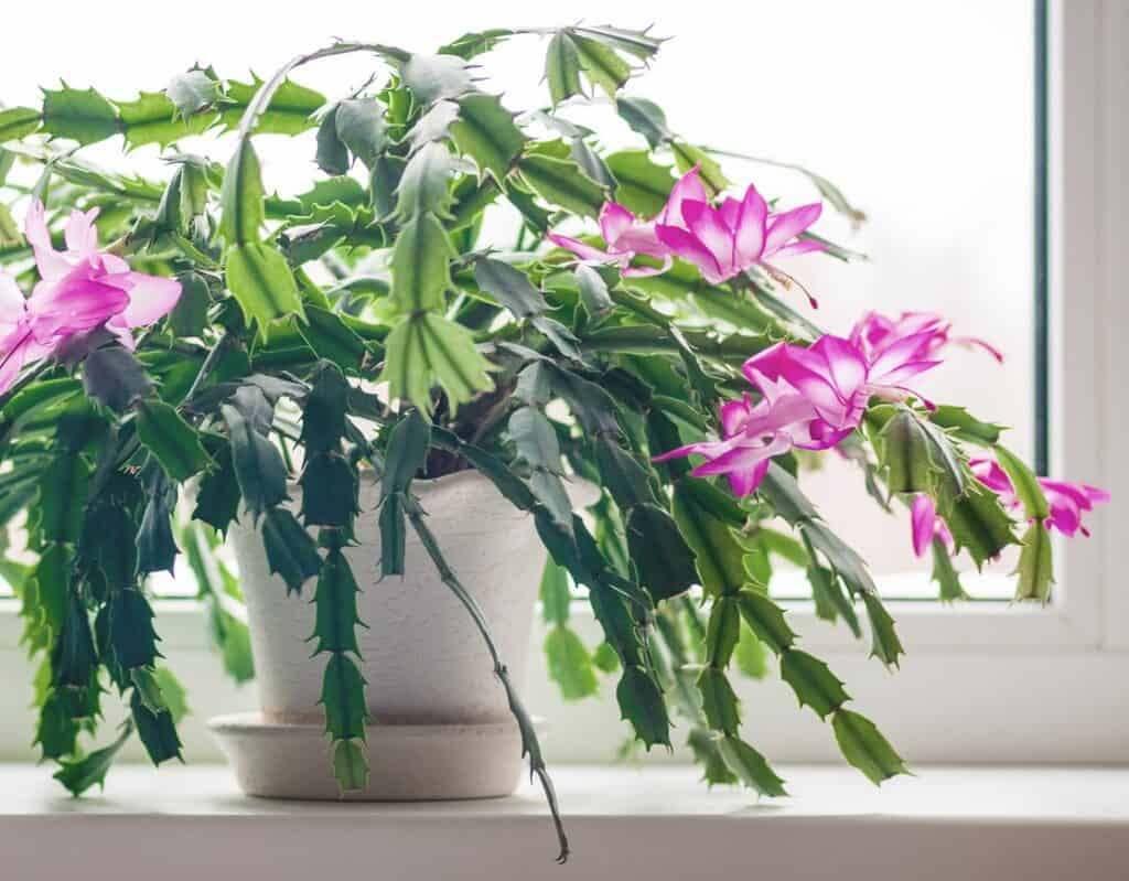 schlumbergera truncata 'Thanksgiving cactus'