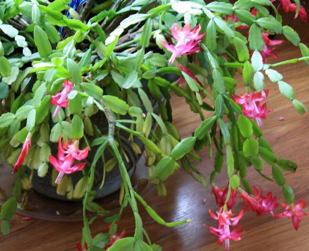 schlumbergera × buckleyi 'true Christmas cactus'