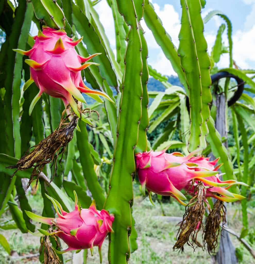 selenicereus undatus 'dragon fruit cactus'