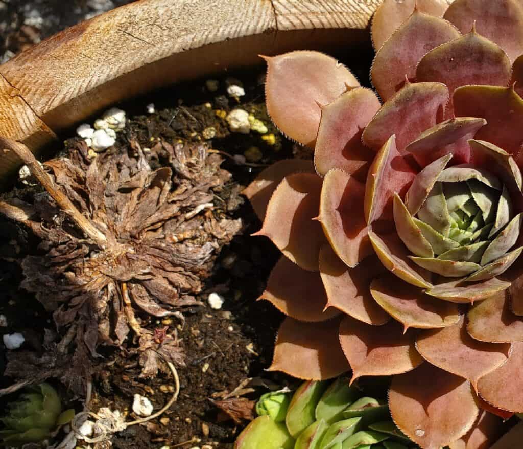 sun stressed succulent next to dead succulent