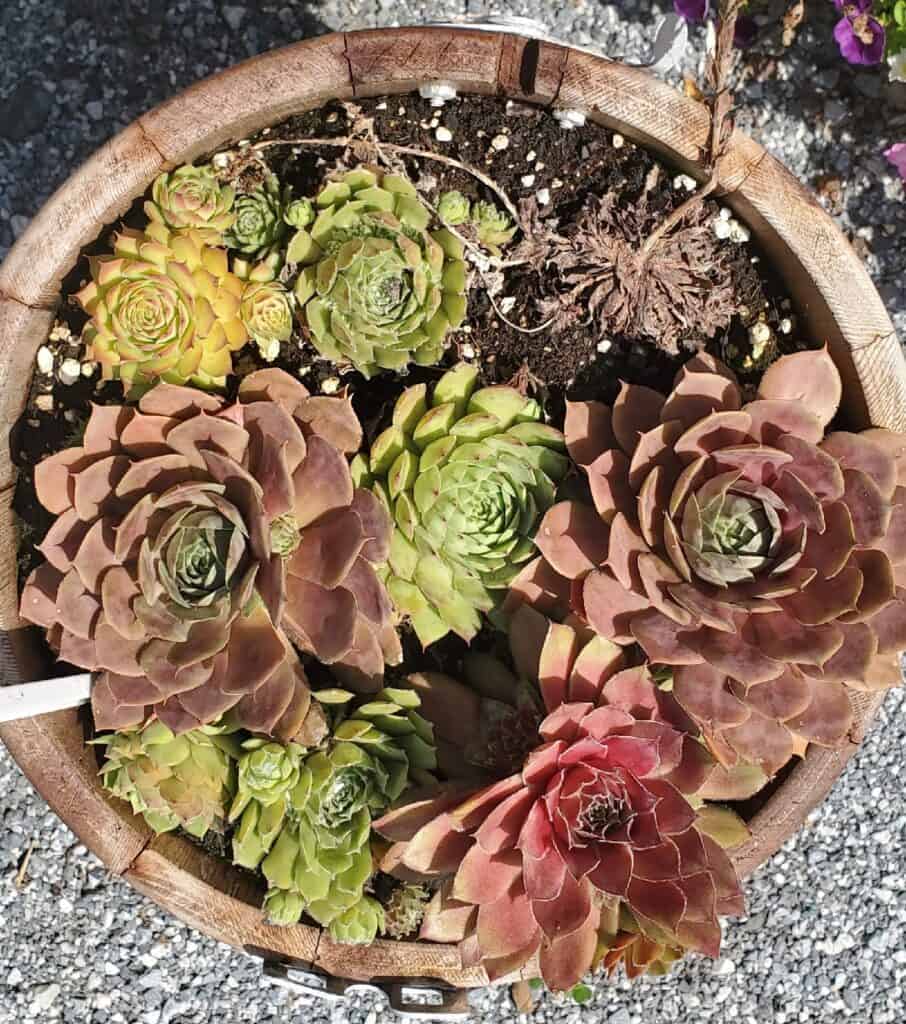 sun stressed succulents