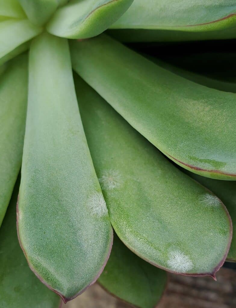 white spots on succulent leaves