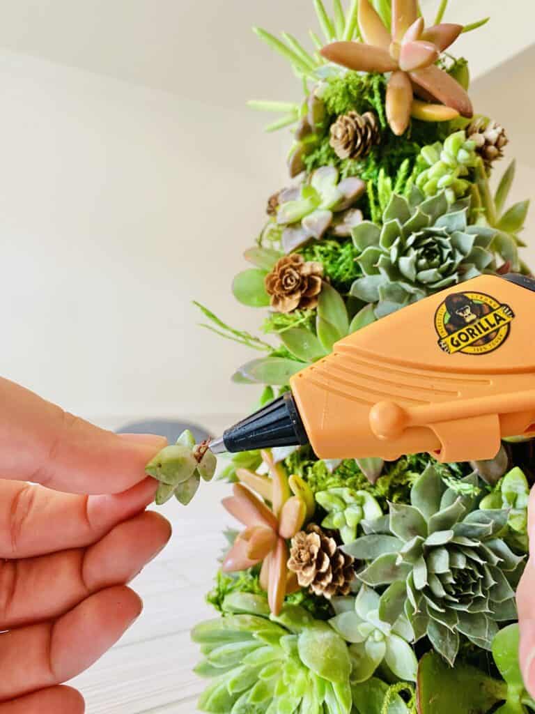 adding small succulents with hot glue