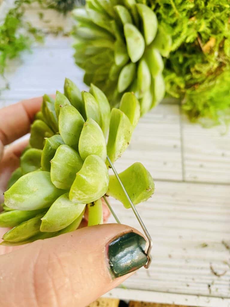 succulent and greening pin