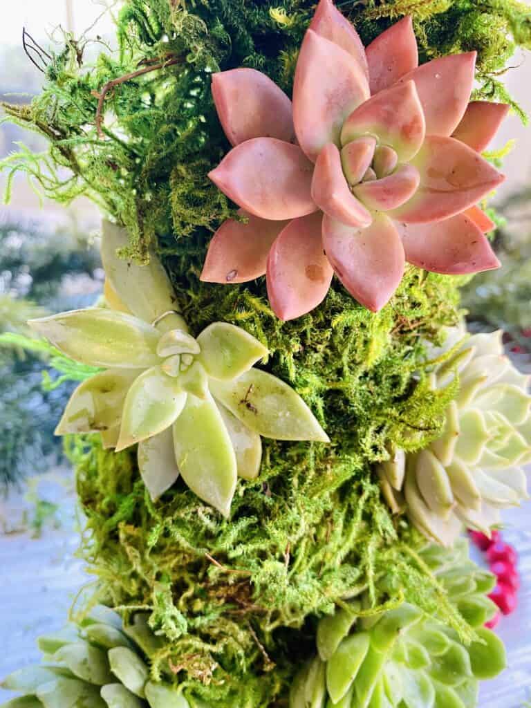 succulents secured with greening pins