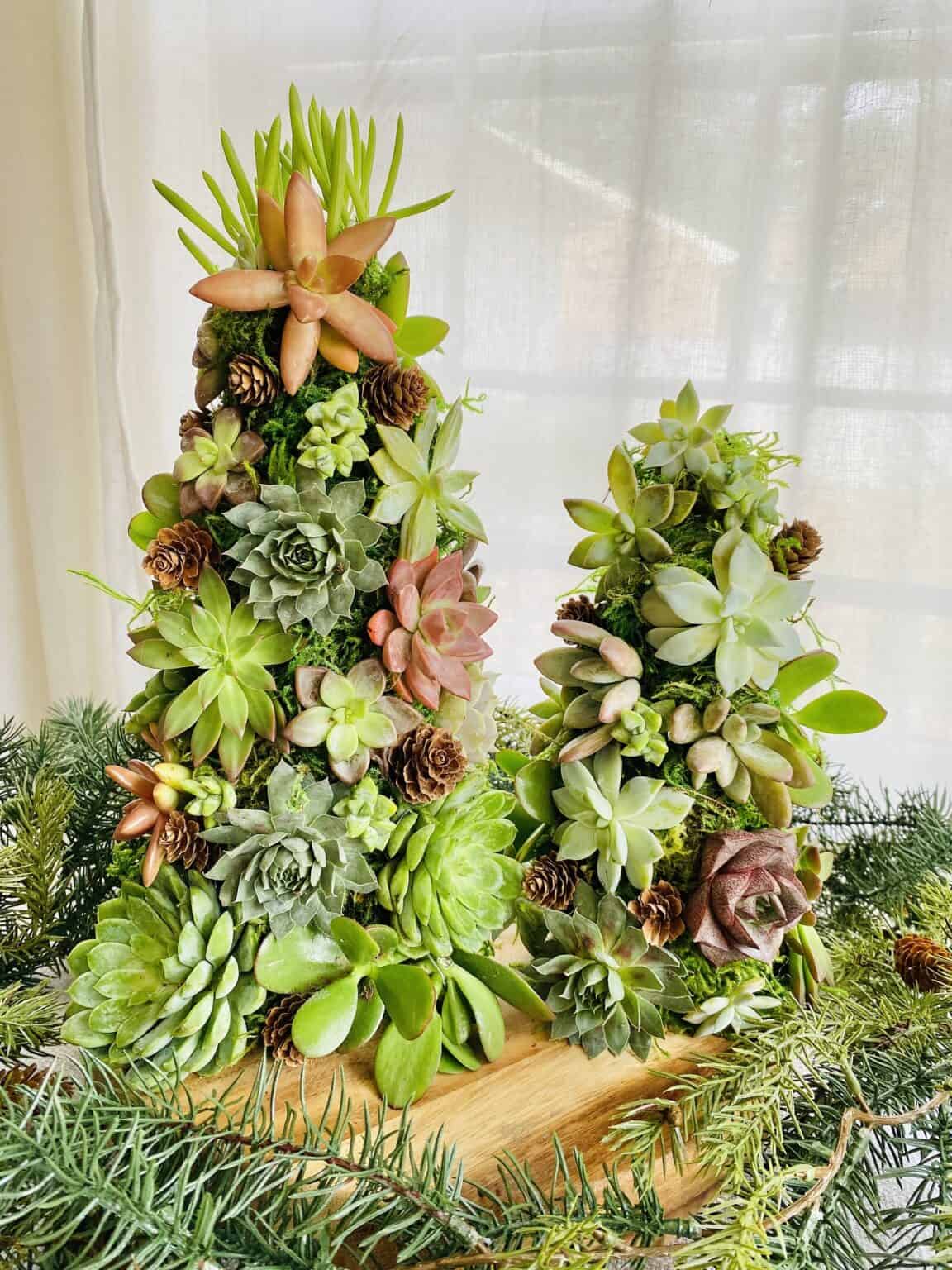 How to Make a Living Succulent Christmas Tree
