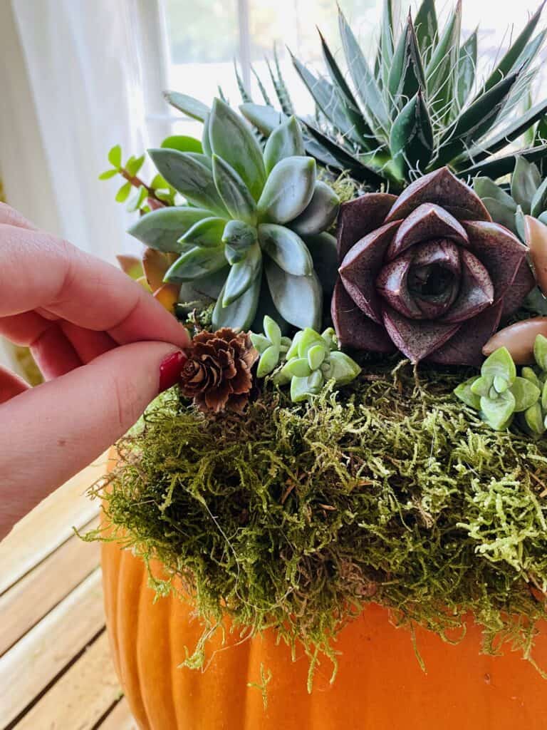 adding mini pinecone to pumpkin planter