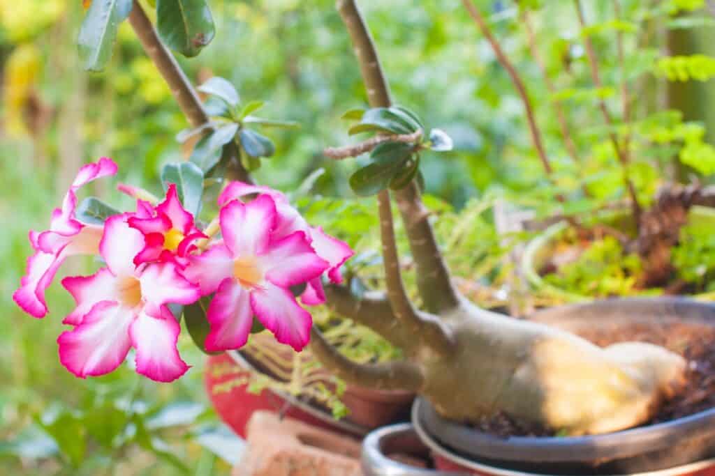 Beautiful Pink Adenium obesum.