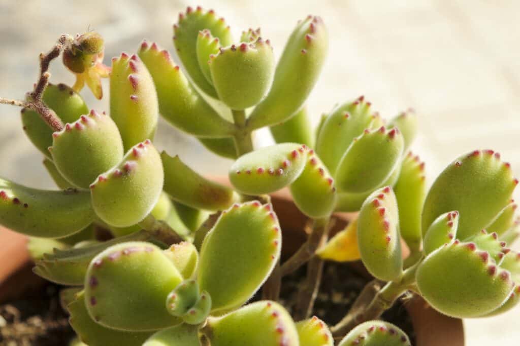 cotyledon tomentosa 'bear's paw'