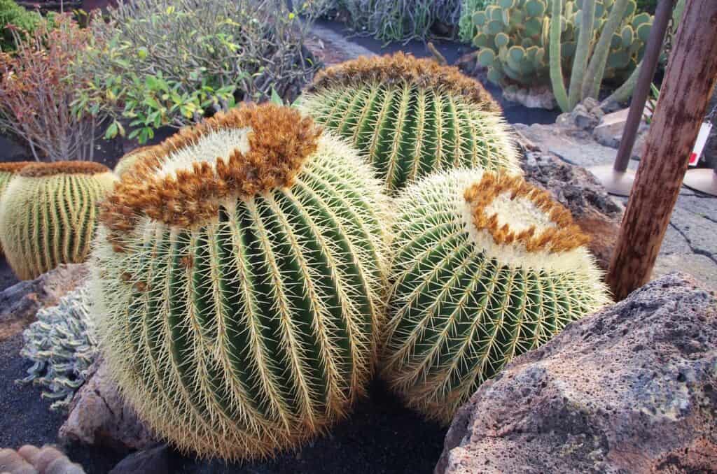 echinocactus grusonii 'golden barrel cactus'