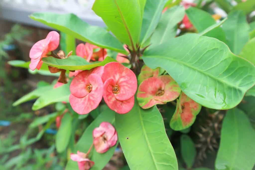 euphorbia milii 'crown of thorns'